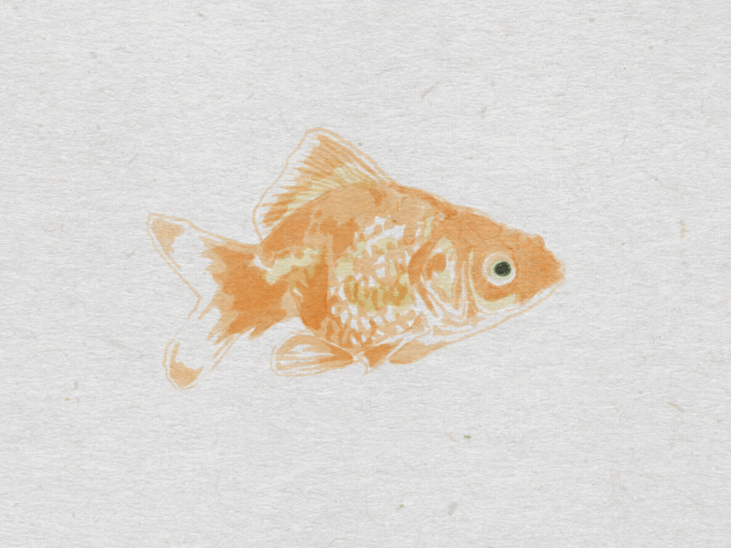 800x600 Watercolor Goldfish By Sydney St. Clare