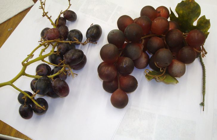 728x470 How To Negative Paint Grapes In Watercolor (With Pictures)