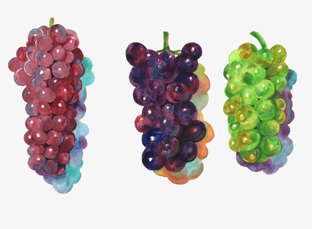 618x454 Watercolor Grapes, Watercolor Clipart, Grape, Fruits Png Image And