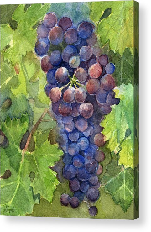 482x740 Watercolor Grapes Painting Acrylic Print By Olga Shvartsur