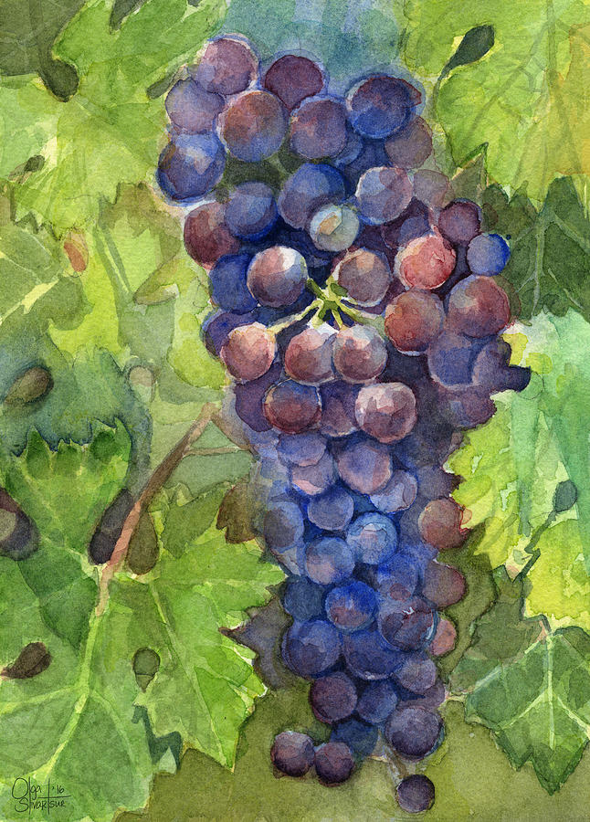 646x900 Watercolor Grapes Painting Painting By Olga Shvartsur