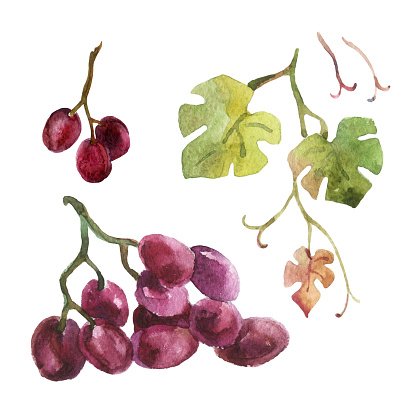 416x416 Watercolor Grapes Stock Vectors