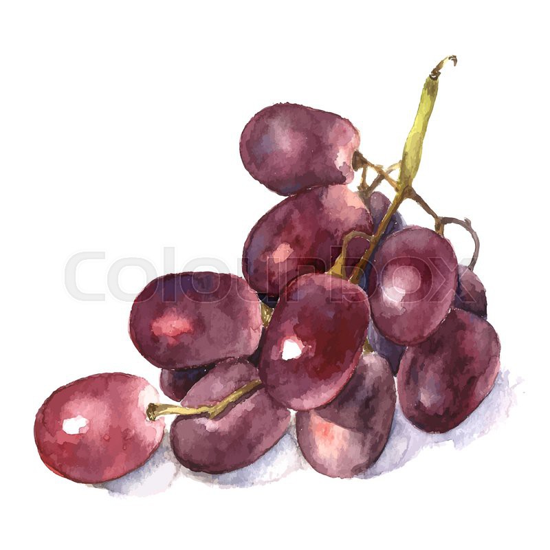 800x800 Watercolor Grape. Vector. Stock Vector Colourbox