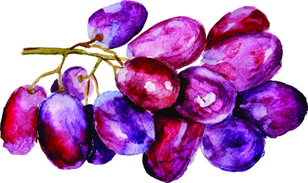 600x357 Watercolor Grapes Vector Material Free Download