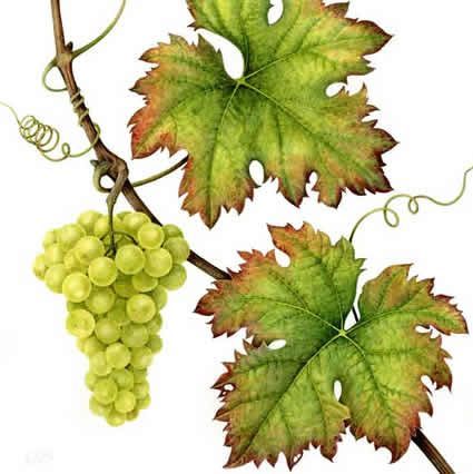 425x426 Watercolor Grape Leaves