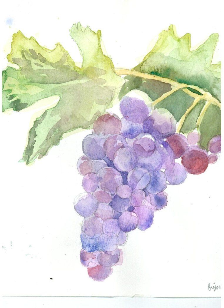 762x1048 Watercolor Grapes Watercolor Grapes By Fujoshianimechick