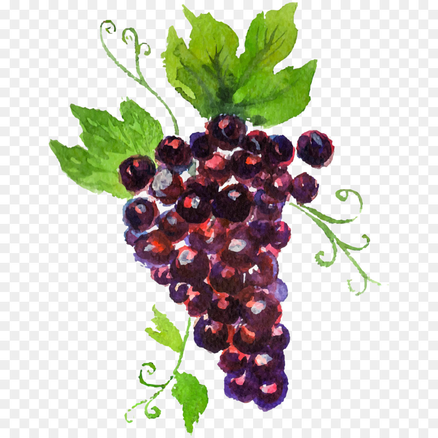 900x900 Grape Auglis Watercolor Painting