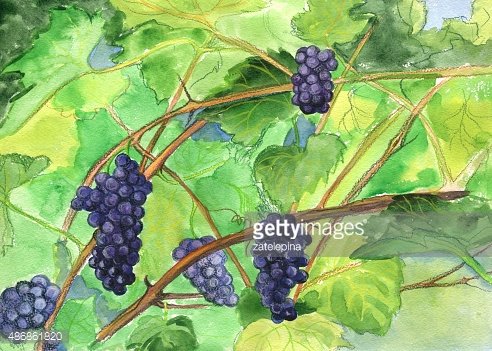 492x351 Grapes, Watercolor Painting Premium Clipart