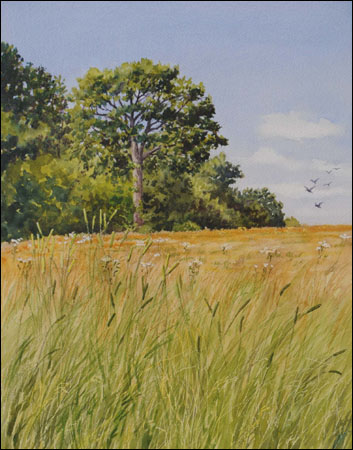 353x450 June Grass Fields The Art Of Geraldine Mckeown