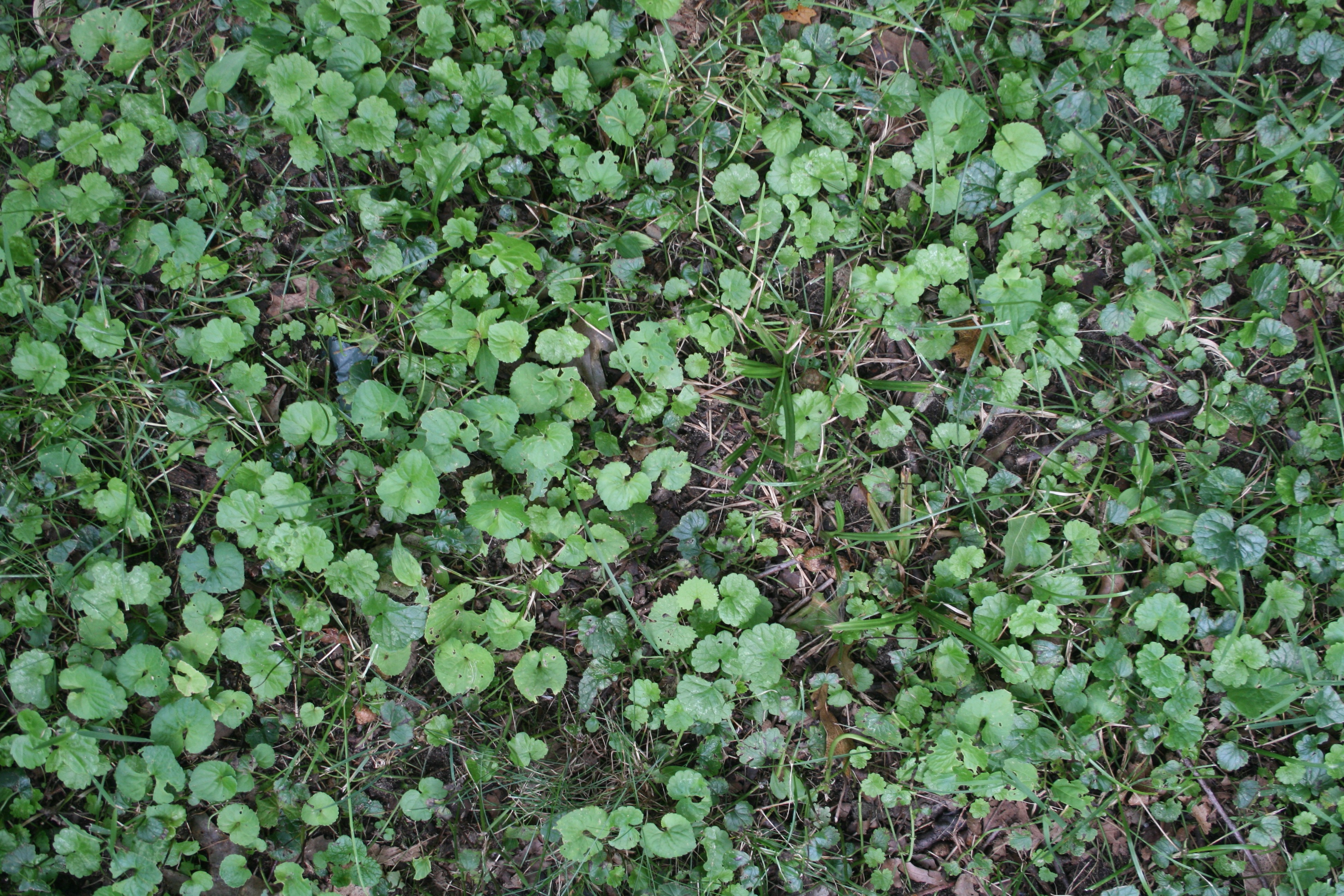 3888x2592 Grass Textures