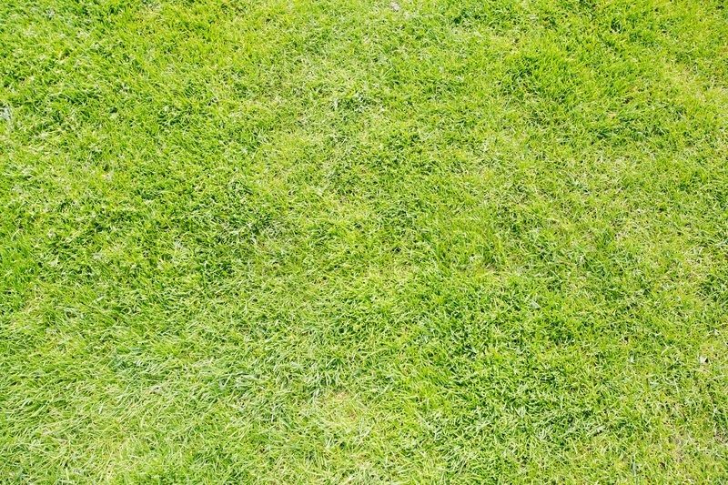 800x533 Green Grass Texture From A Field Stock Photo Colourbox