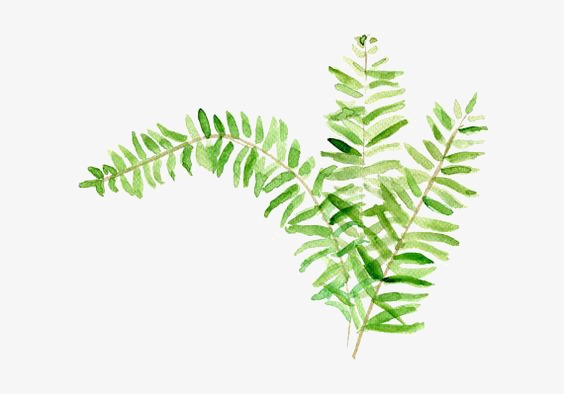 564x394 Plant, Plant Clipart, Greenery, Watercolor Png Image And Clipart