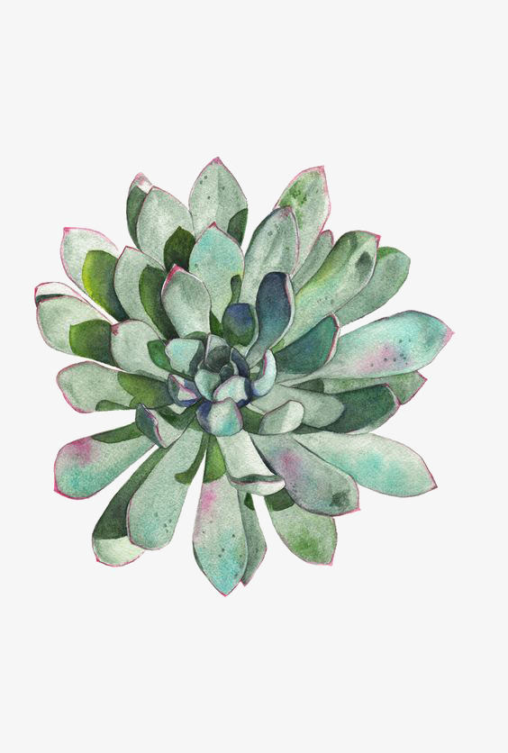 564x836 Succulent Plants, Plants Clipart, Watercolor, Greenery Png Image