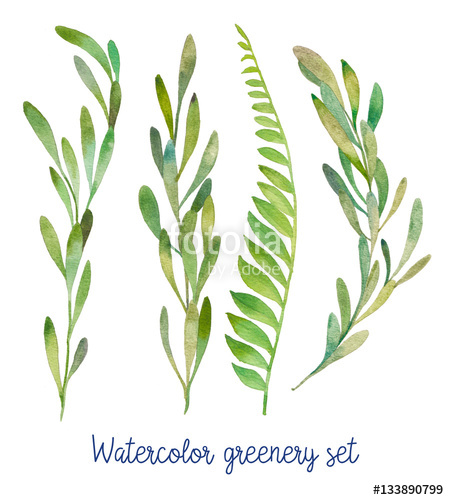 449x500 Watercolor Greenery Set. Hand Drawn Wild Green Plants Isolated On