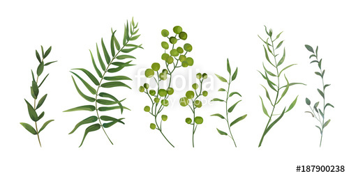 500x253 Vector Designer Elements Set Collection Of Green Forest Fern