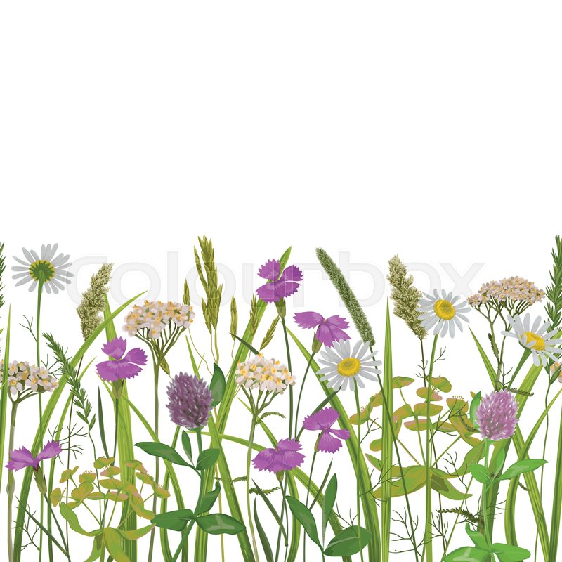 800x800 Seamless Horizon Border With Herb And Field Flowers In Watercolor