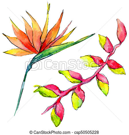 450x470 Tropical Hawaii Leaves In A Watercolor Style Isolated.... Clip Art