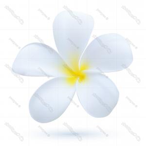 300x300 Vector Watercolor Hawaiian Flower Elements Orangiausa