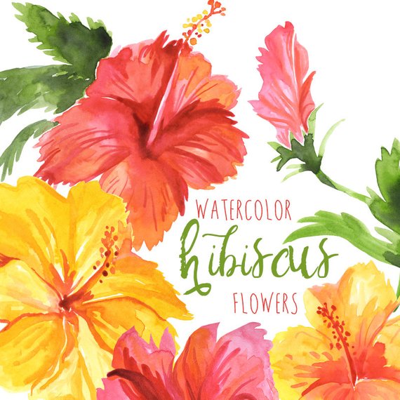 570x570 Watercolor Hibiscus Flowers Tropical Flower Clipart Hawaiian Etsy