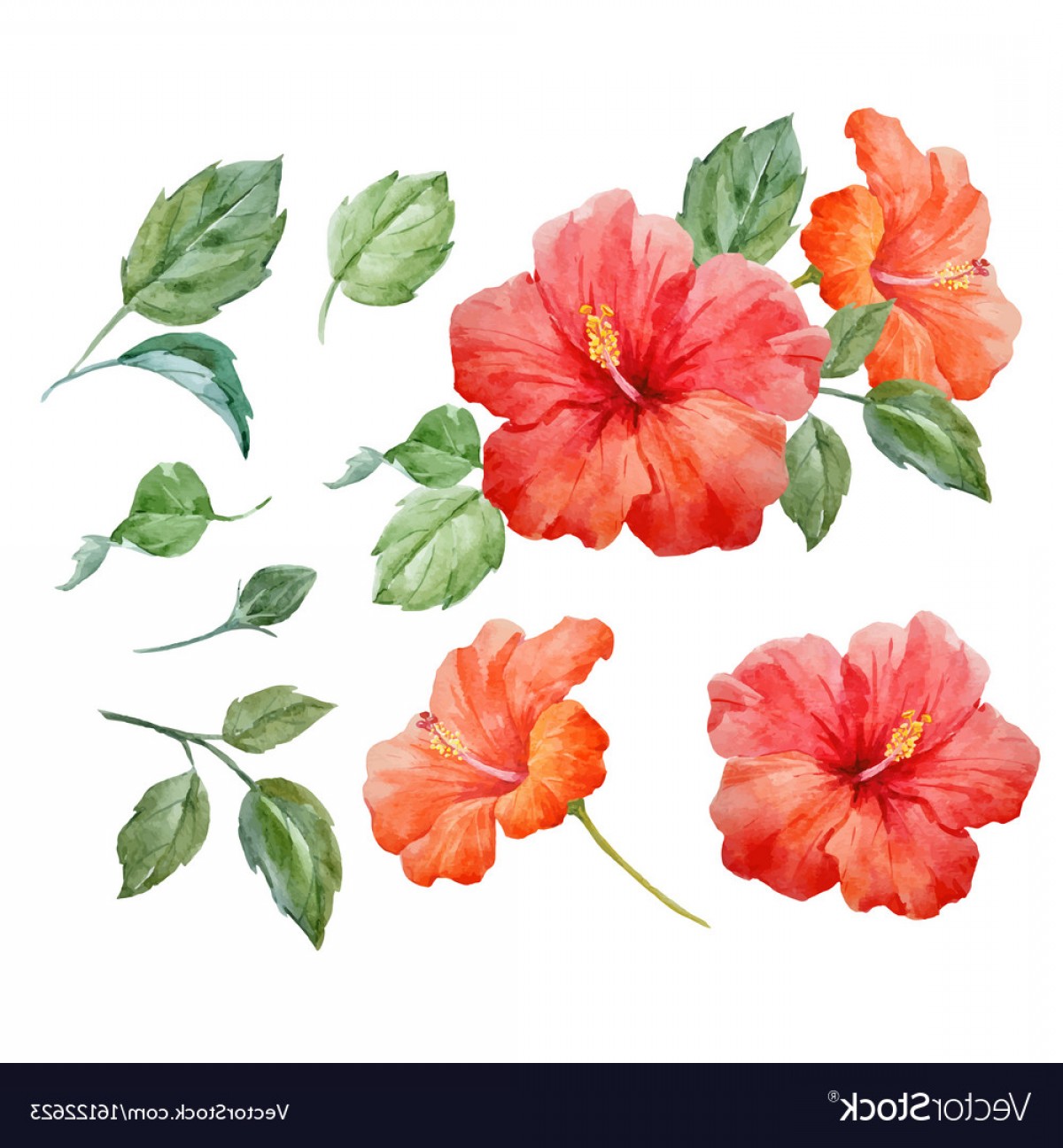 1200x1296 Watercolor Tropical Hibiscus Flower Vector Shopatcloth
