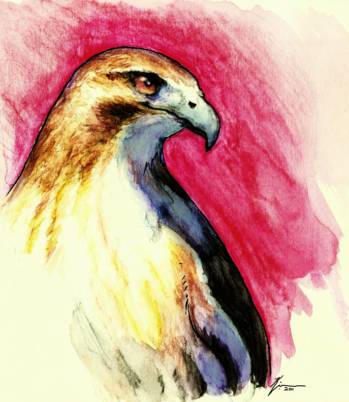 687x792 Hawk Watercolor By Valliantcreations