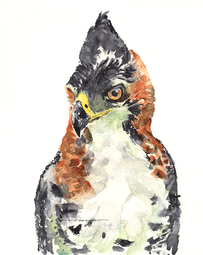 796x1000 Ornate Eagle Hawk Claudia Hafner Watercolor