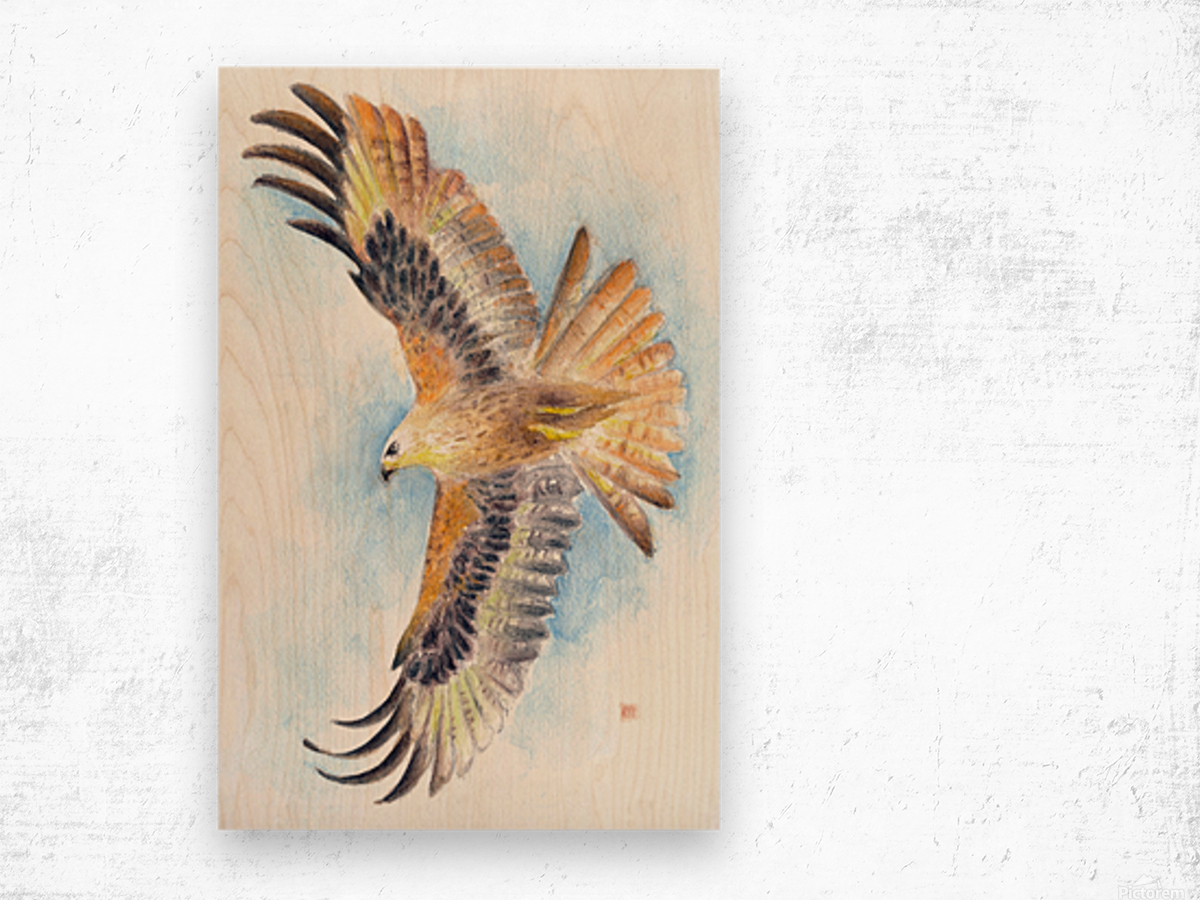 1200x900 Red Tail Hawk Wings Watercolor