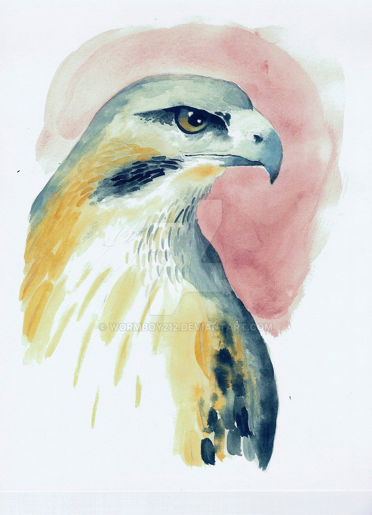 760x1052 Red Tailed Hawk Watercolor By Wormboy212
