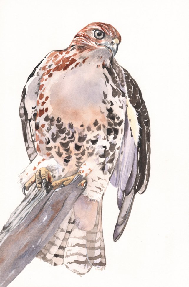 642x973 Red Tailed Hawk Watercolor Painting Print Of Watercolor Etsy