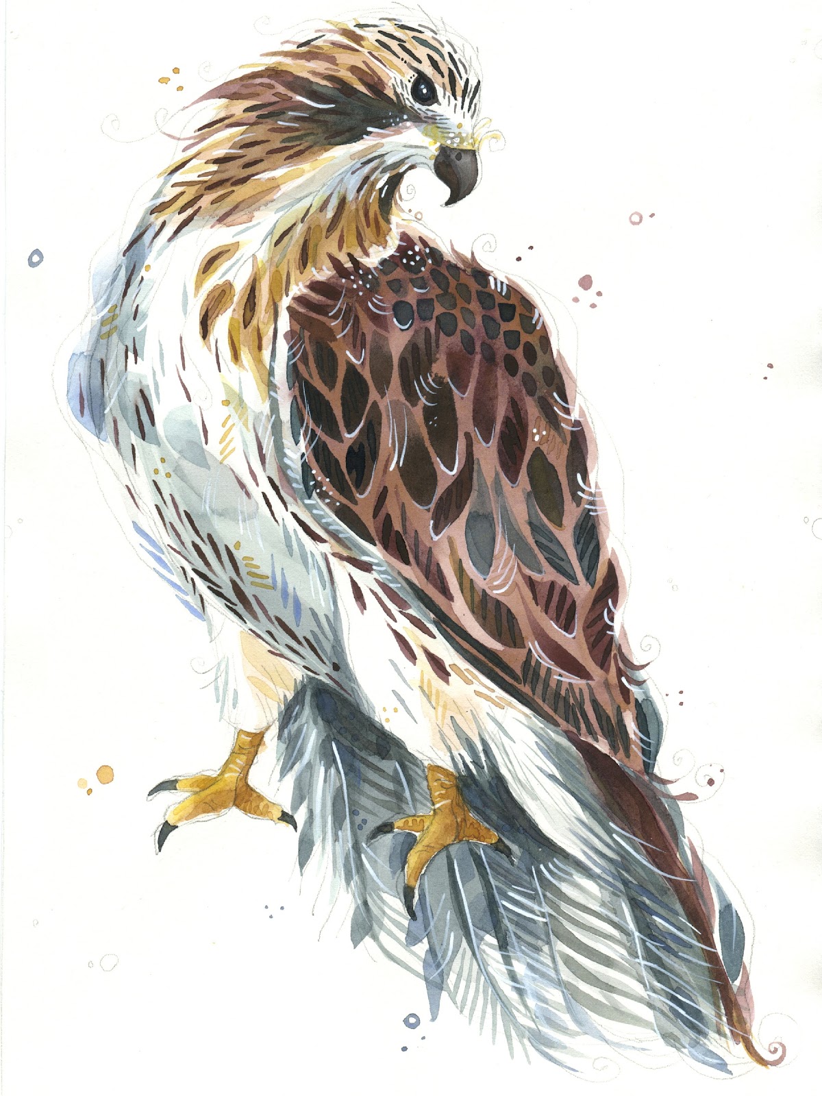 1200x1600 The Art Of Michelle 12 Bird Challenge Red Tailed Hawk