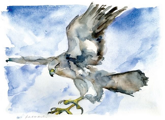 650x473 Watercolor Hawk Hawk Art Watercolor, Buy Prints