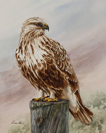 350x438 Watercolor Paintings Of Hawks By Richland, Wa Artist Lisa Hill