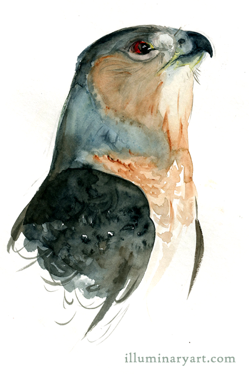 500x750 Hawk Watercolor Tumblr