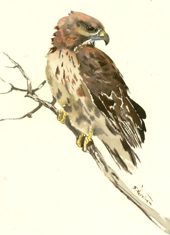 592x815 Hawk, Original Watercolor, 12 X 9 In, Seahawk Painting