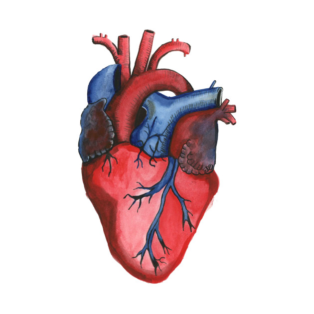630x630 Anatomical Hand Painted Watercolor Heart