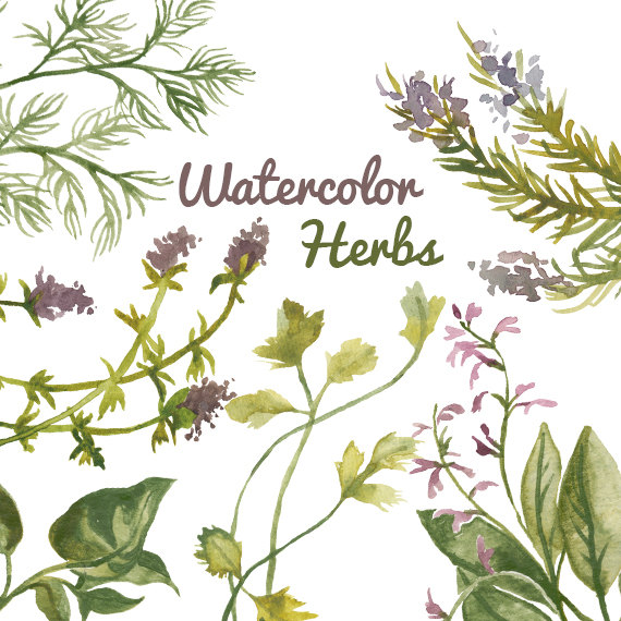 570x570 Herbs Clipart Watercolour 3606448