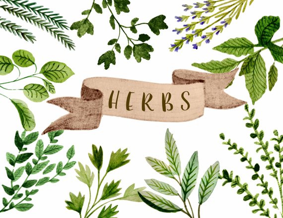 570x440 Herbs Clipart Watercolor Herbs Clipart Watercolor Botanicals Etsy