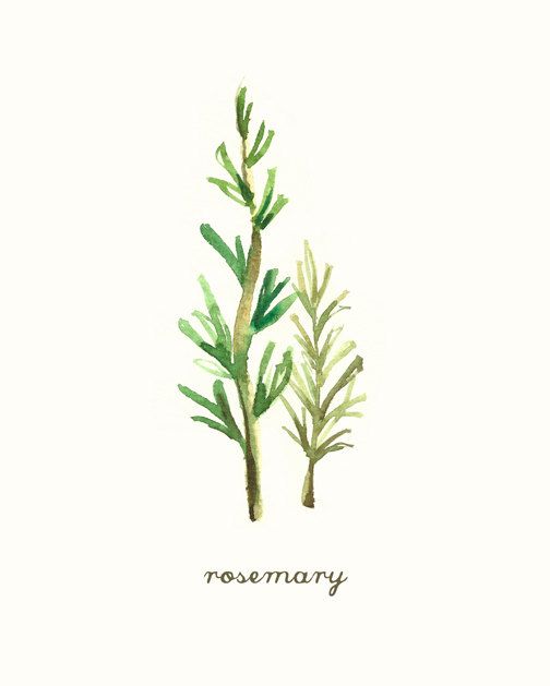 504x629 Rosemary Herb Botanical Print, Herb Watercolor Painting, Kitchen