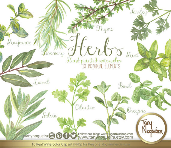 570x491 Vintage Herbs, Watercolor, Shabby Chic, Botanical, Rosemary