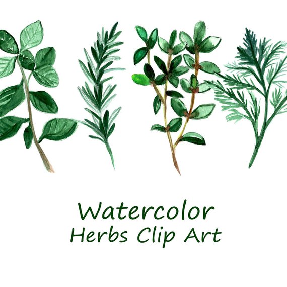 570x570 Watercolor Herbs Clip Art Herbs Clipart Food Clip Art Hand Etsy