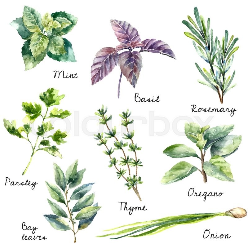 800x800 Watercolor Collection Of Fresh Herbs Isolated Mint, Basil