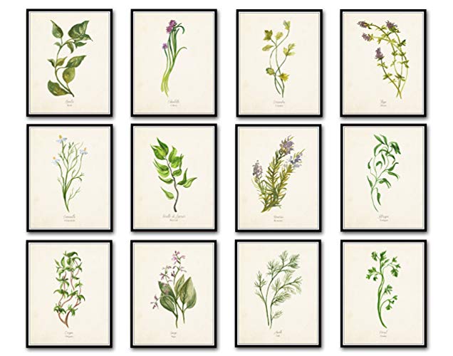 636x500 Watercolor Herbs Print Set 12 Giclee Fine Art Prints