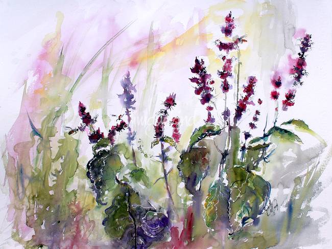 650x487 Basil Flowers Culinary Herbs Watercolor By Ginette Callaway
