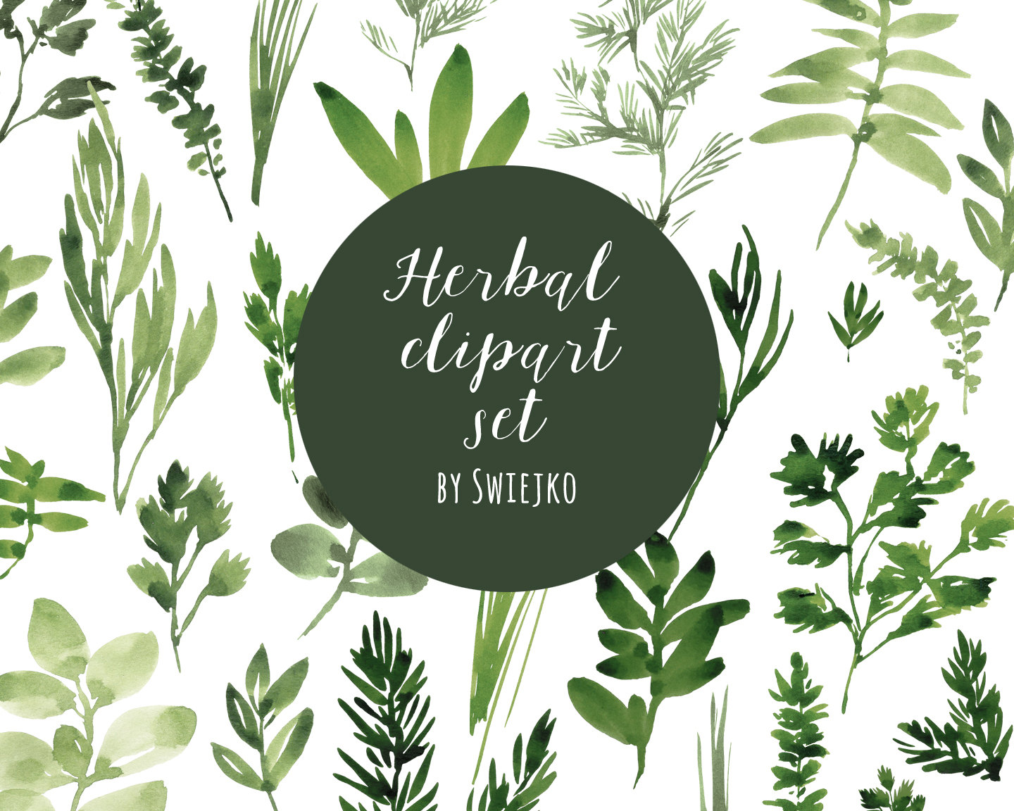 1440x1152 Foliage Clipart Herbal