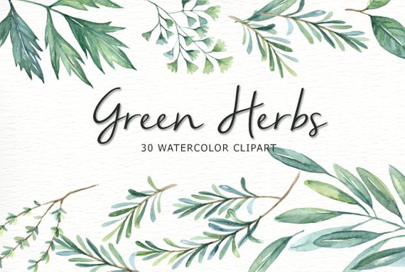 570x382 Green Herbs Watercolor Clipart Watercolor Flower Watercolour Etsy