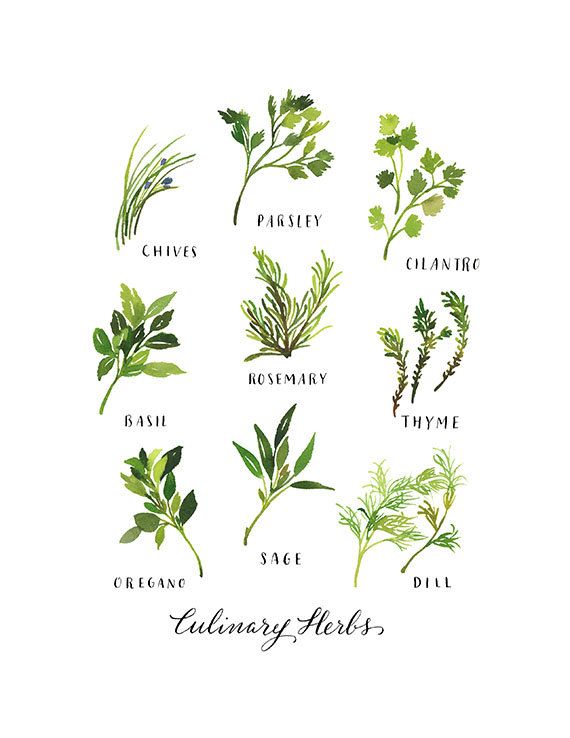 570x738 Handmade Watercolor Archival Art Print Culinary Herbs