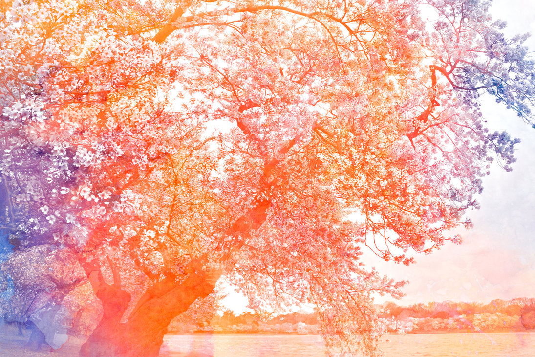 1095x730 Watercolor Cherry Blossoms