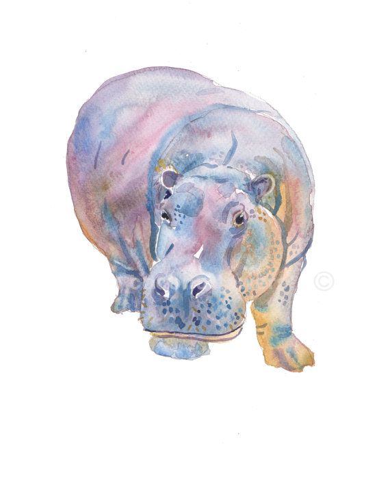 570x713 Hippo