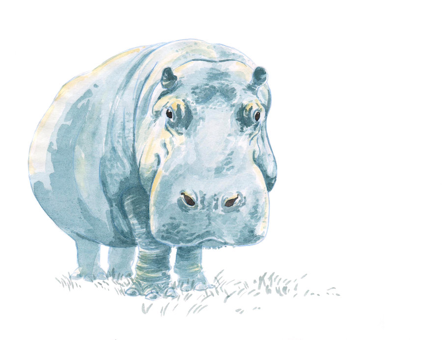900x692 Hippo Watercolour By Artofmilica