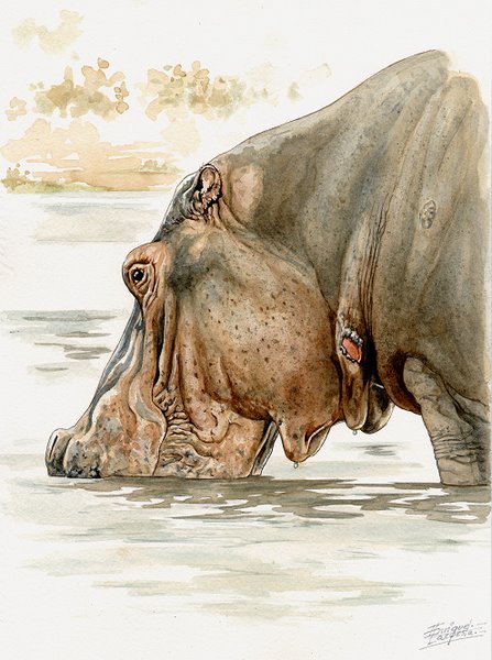 447x600 Hippo Watercolor Gallery African Wildlife Watercolor Art